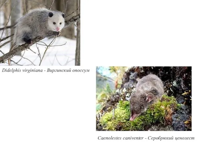 Didelphis virginiana - Виргинский опоссум Caenolestes caniventer - Серобрюхий ценолест