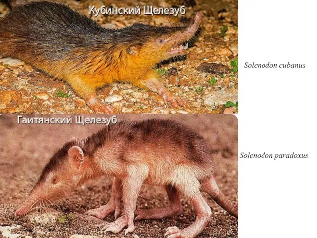 Solenodon paradoxus Solenodon cubanus