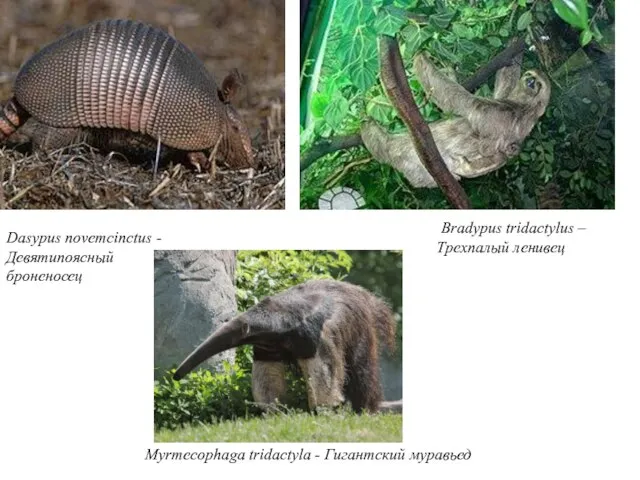 Dasypus novemcinctus - Девятипоясный броненосец Bradypus tridactylus – Трехпалый ленивец Myrmecophaga tridactyla - Гигантский муравьед