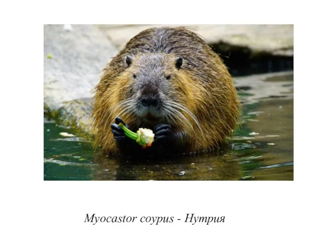 Myocastor coypus - Нутрия