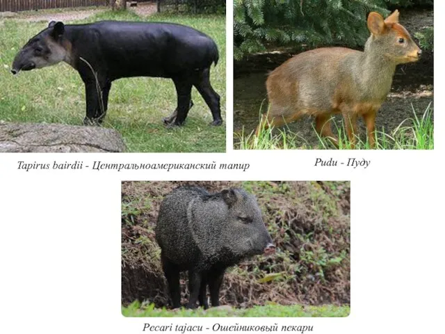 Tapirus bairdii - Центральноамериканский тапир Pudu - Пуду Pecari tajacu - Ошейниковый пекари