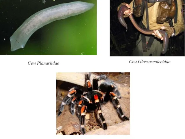 Сем Planariidae Сем Glossoscolecidae