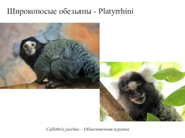 Широконосые обезьяны - Platyrrhini Callithrix jacchus – Обыкновенная игрунка
