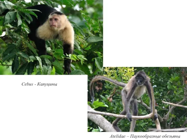 Cebus - Капуцины Atelidae – Паукообразные обезьяны