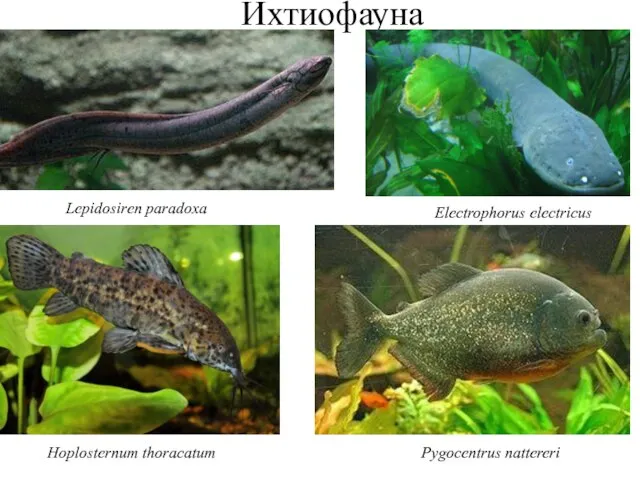 Ихтиофауна Lepidosiren paradoxa Electrophorus electricus Hoplosternum thoracatum Pygocentrus nattereri