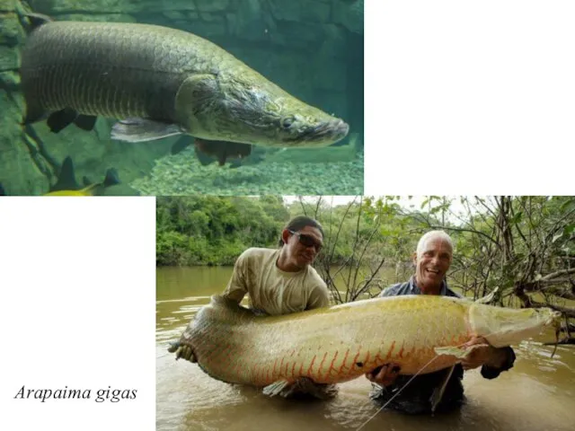 Arapaima gigas