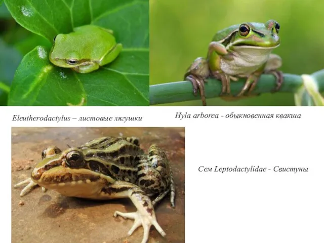 Hyla arborea - обыкновенная квакша Eleutherodactylus – листовые лягушки Сем Leptodactylidae - Свистуны