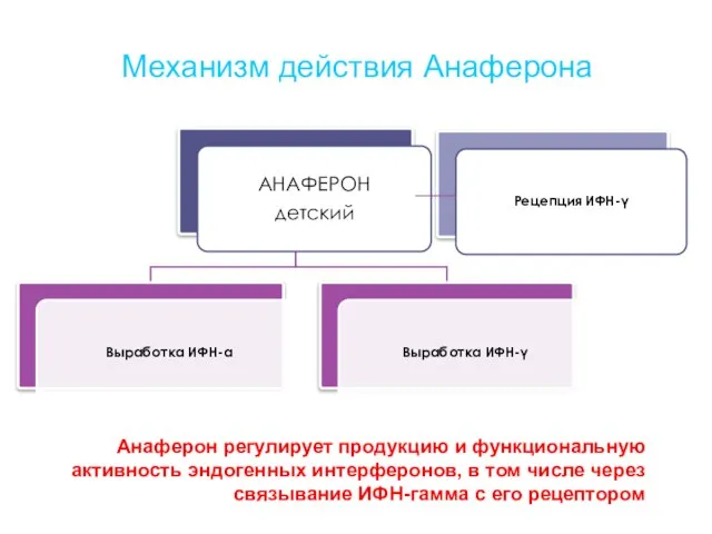 Механизм действия Анаферона АНАФЕРОН детский Выработка ИФН-α Выработка ИФН-γ Рецепция ИФН-γ