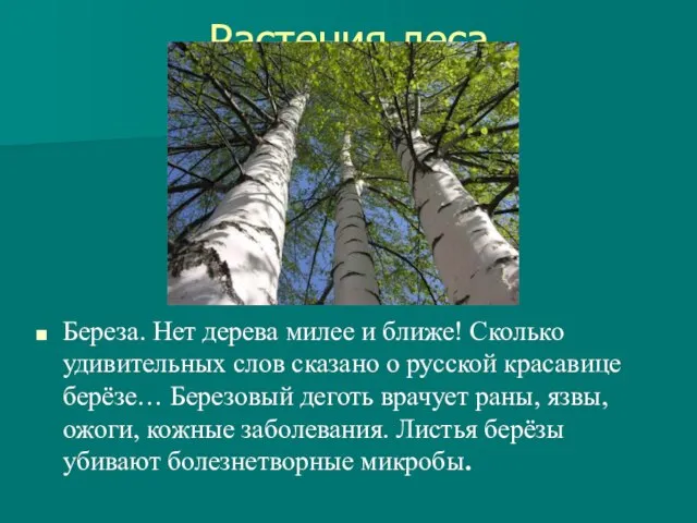 Растения леса Береза. Нет дерева милее и ближе! Сколько удивительных слов