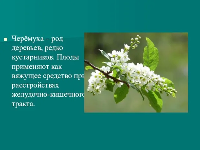 Черёмуха – род деревьев, редко кустарников. Плоды применяют как вяжущее средство при расстройствах желудочно-кишечного тракта.