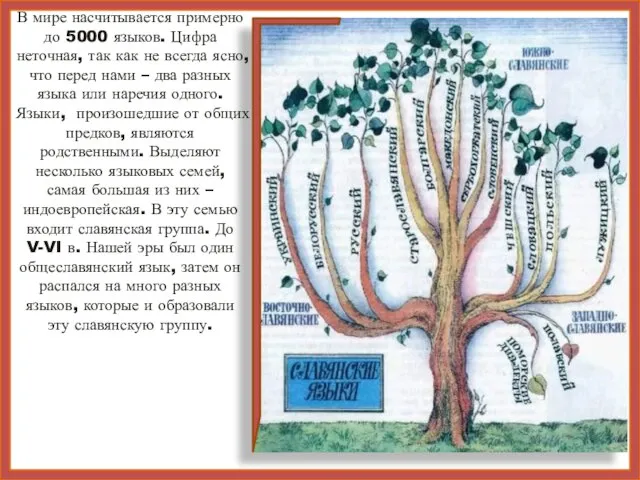 В мире насчитывается примерно до 5000 языков. Цифра неточная, так как