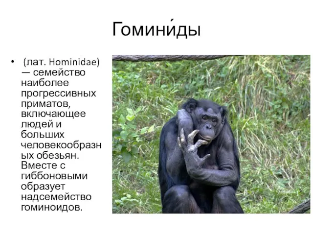 Гомини́ды (лат. Hominidae) — семейство наиболее прогрессивных приматов, включающее людей и