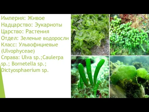 Империя: Живое Надцарство: Эукариоты Царство: Растения Отдел: Зеленые водоросли Класс: Ульвофициевые
