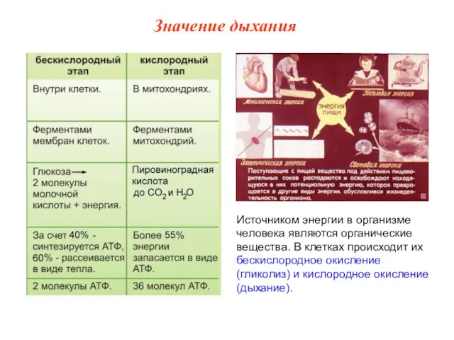 Источником энергии в организме человека являются органические вещества. В клетках происходит