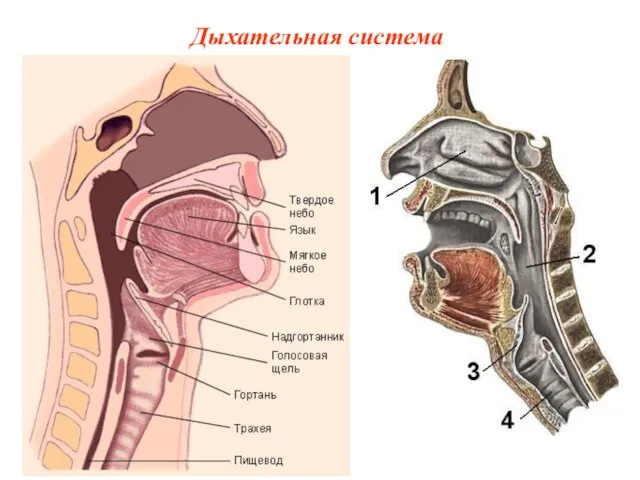 Дыхательная система