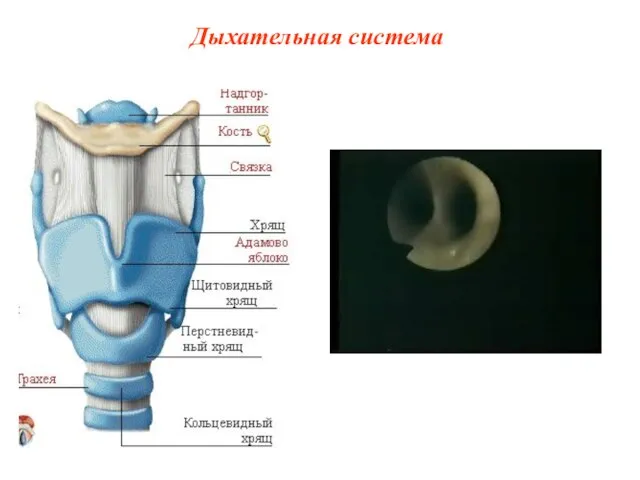 Дыхательная система