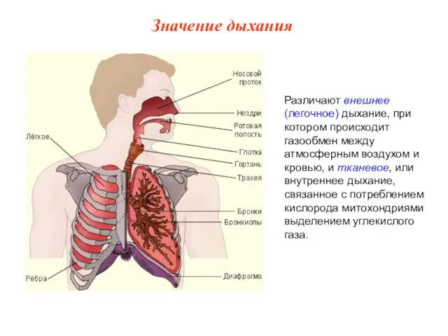 Различают внешнее (легочное) дыхание, при котором происходит газообмен между атмосферным воздухом