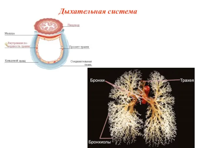 Дыхательная система