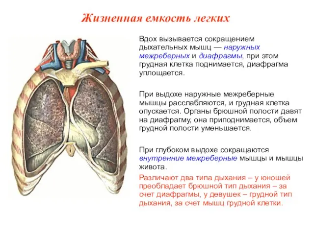 Вдох вызывается сокращением дыхательных мышц — наружных межреберных и диафрагмы, при