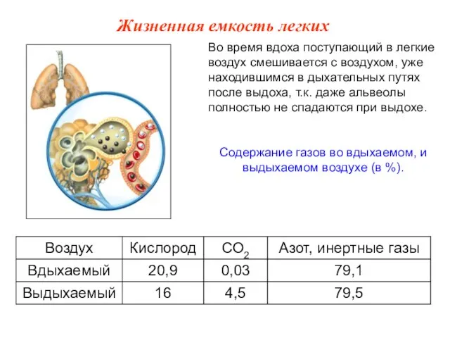 Во время вдоха поступающий в легкие воздух смешивается с воздухом, уже