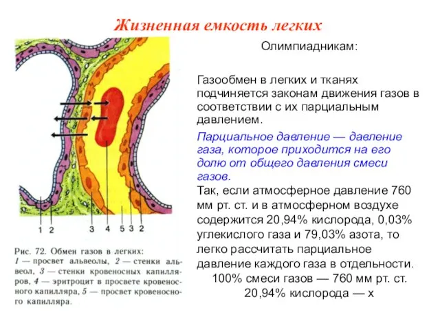 Олимпиадникам: Газообмен в легких и тканях подчиняется законам движения газов в