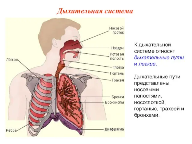 К дыхательной системе относят дыхательные пути и легкие. Дыхательные пути представлены