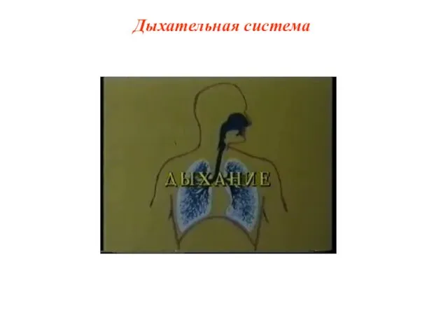 Дыхательная система