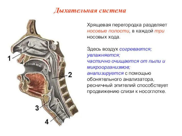 Хрящевая перегородка разделяет носовые полости, в каждой три носовых хода. Здесь