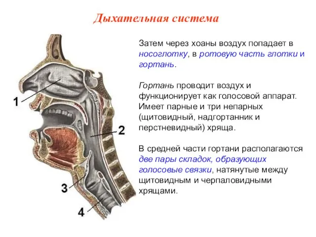 Затем через хоаны воздух попадает в носоглотку, в ротовую часть глотки