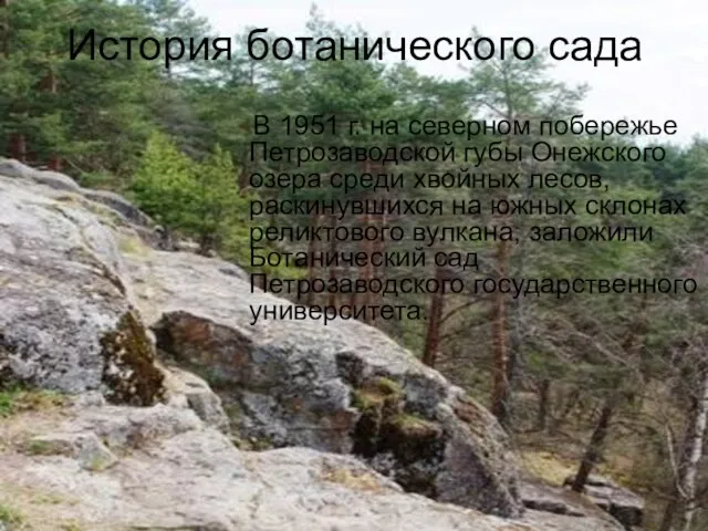 История ботанического сада В 1951 г. на северном побережье Петрозаводской губы