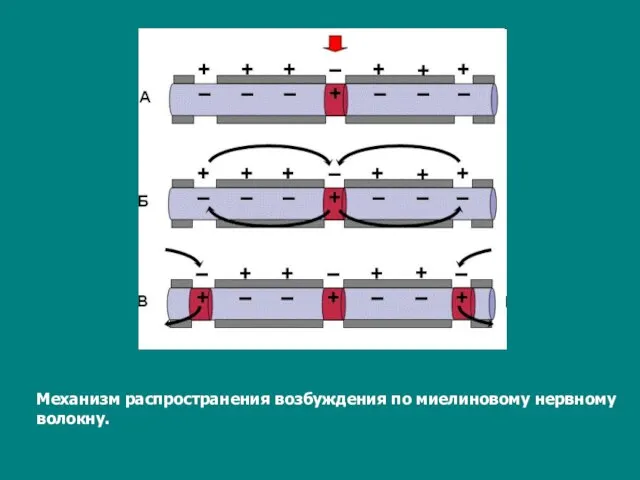 Механизм распространения возбуждения по миелиновому нервному волокну.