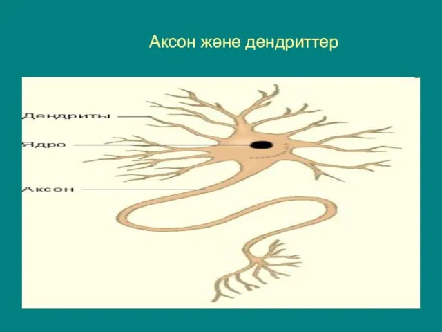 Аксон және дендриттер