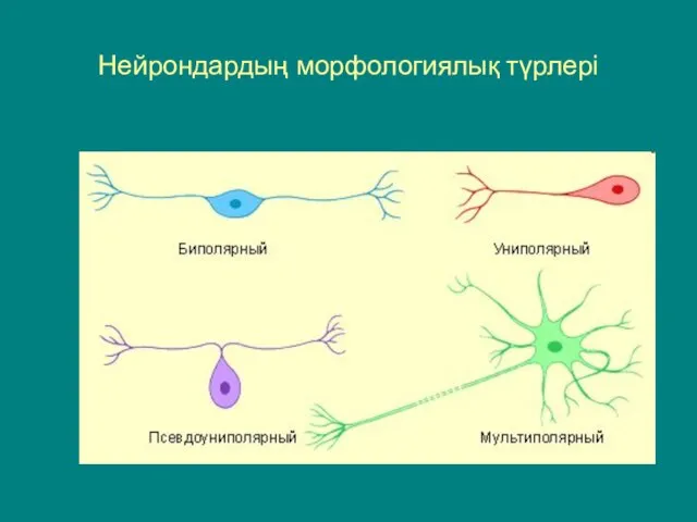 Различные типы нейронов. Нейрондардың морфологиялық түрлері