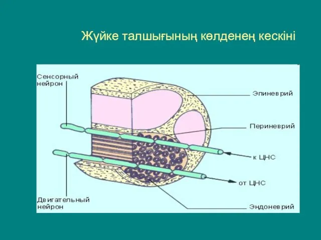 Жүйке талшығының көлденең кескіні