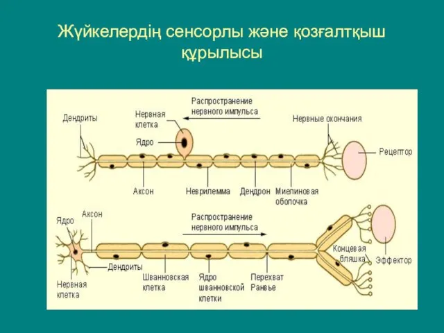 Жүйкелердің сенсорлы және қозғалтқыш құрылысы