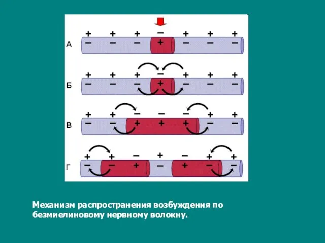 Механизм распространения возбуждения по безмиелиновому нервному волокну.