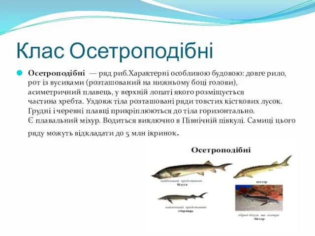 Клас Осетроподібні Осетроподібні — ряд риб.Характерні особливою будовою: довге рило, рот