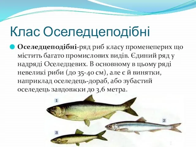 Клас Оселедцеподібні Оселедцеподібні-ряд риб класу променеперих що містить багато промислових видів.