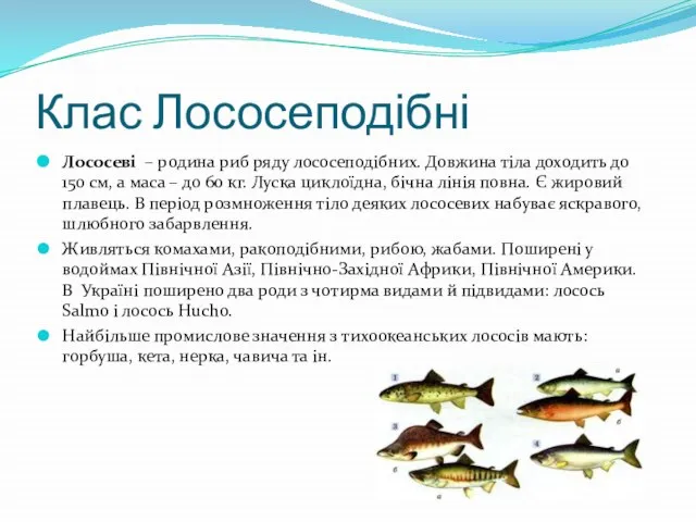 Клас Лососеподібні Лососеві – родина риб ряду лососеподібних. Довжина тіла доходить