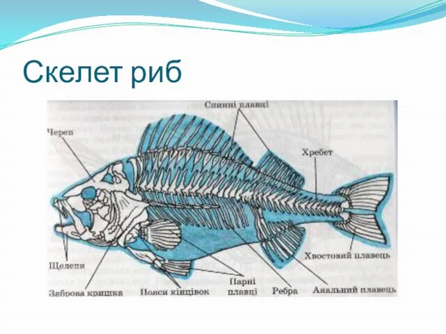 Скелет риб