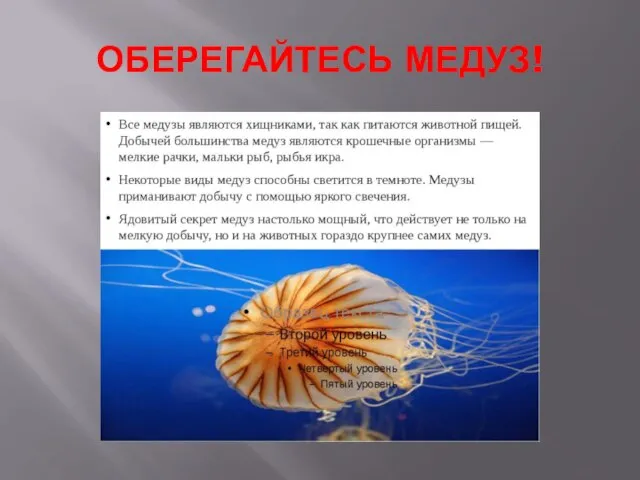 ОБЕРЕГАЙТЕСЬ МЕДУЗ!