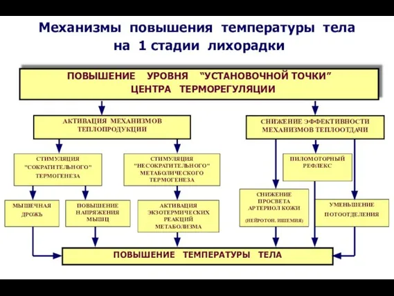 ПИЛОМОТОРНЫЙ РЕФЛЕКС