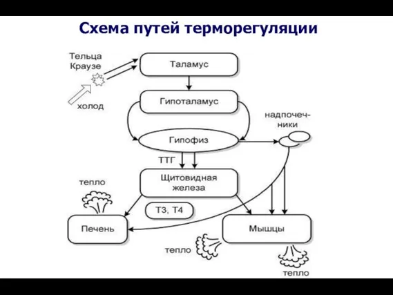 Схема путей терморегуляции