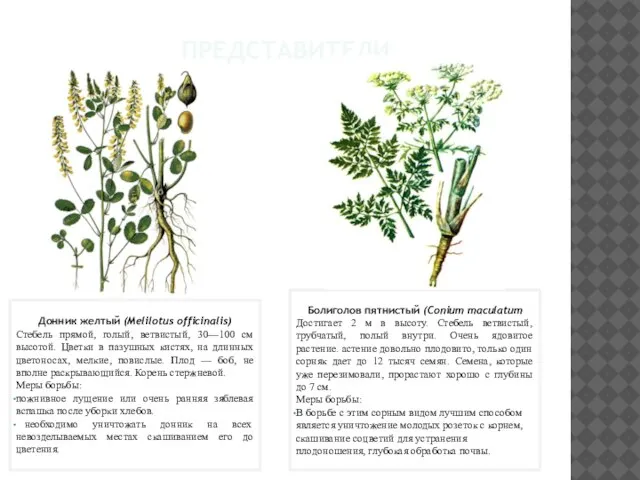 ПРЕДСТАВИТЕЛИ Донник желтый (Melilotus officinalis) Стебель прямой, голый, ветвистый, 30—100 см