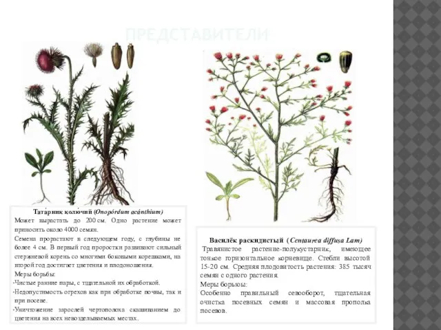 ПРЕДСТАВИТЕЛИ Тата́рник колю́чий (Onopórdum acánthium) Может вырастать до 200 см. Одно