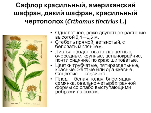 Сафлор красильный, американский шафран, дикий шафран, красильный чертополох (Crthamus tinctrius L.)