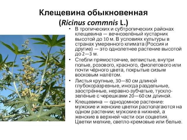 Клещевина обыкновенная (Ricinus commnis L.) В тропических и субтропических районах клещевина