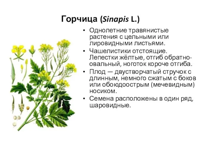 Горчица (Sinapis L.) Однолетние травянистые растения с цельными или лировидными листьями.