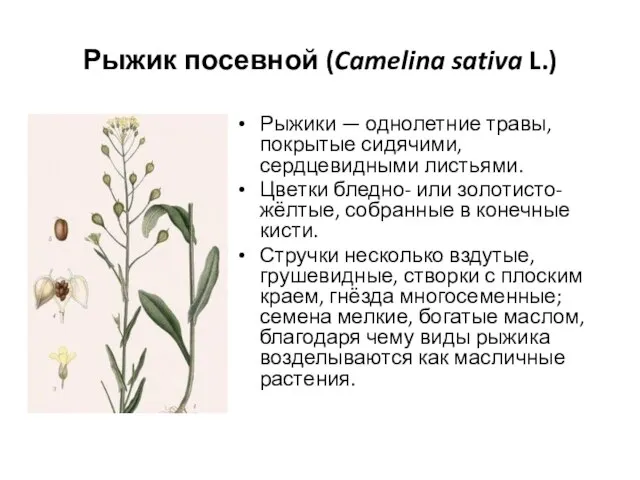 Рыжик посевной (Camelina sativa L.) Рыжики — однолетние травы, покрытые сидячими,