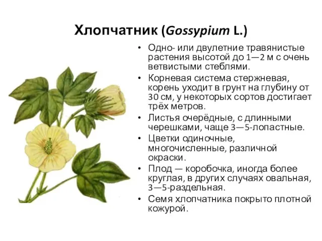 Хлопчатник (Gossypium L.) Одно- или двулетние травянистые растения высотой до 1—2